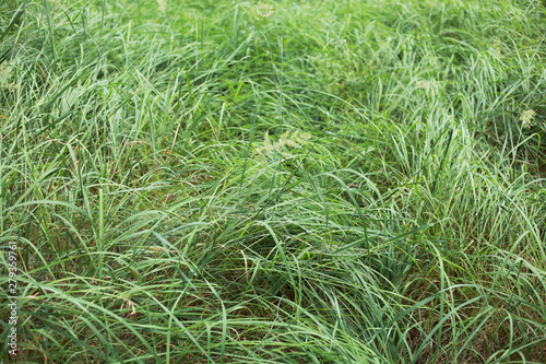 young green grass of Russian fields 