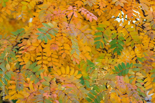 Colorful autumn rowan leaves on the tree