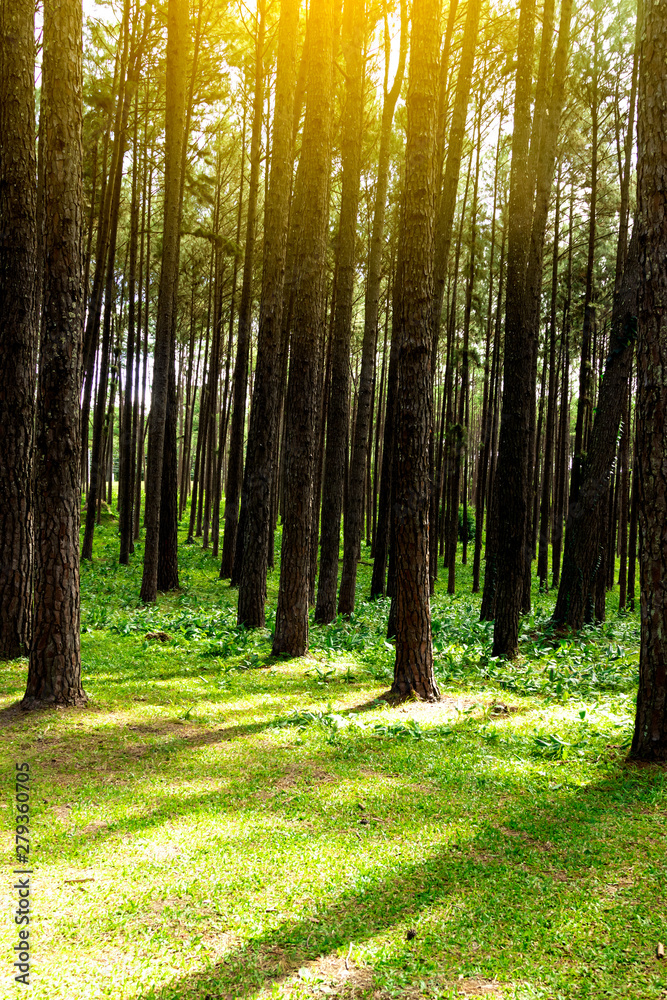 Fototapeta premium Forest pine trees. Nature green wood in autumn and sunrise