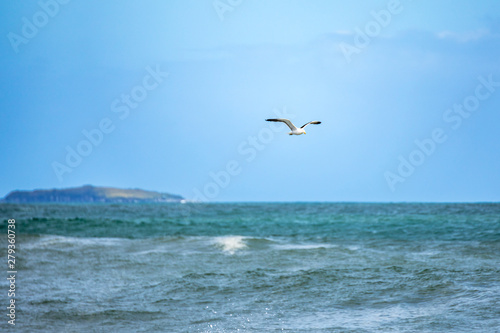 seagull flying over the ocean