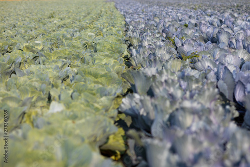 cabbage field photo