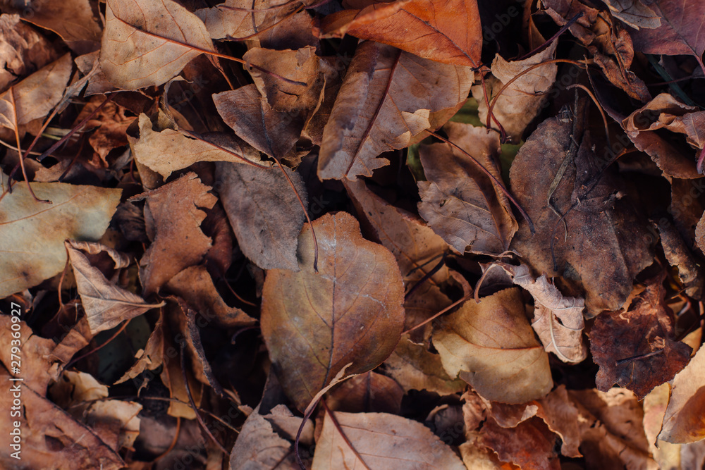 Fallen dry brown autumn leaves on the ground