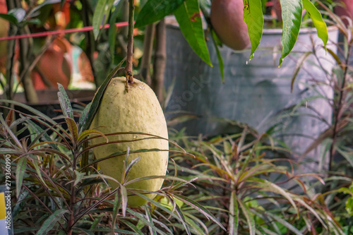 BANGALORA KILIMOOKU, TOTAPURI Mango, Bangladeshi Langra Mango, Testy sweet mango photo