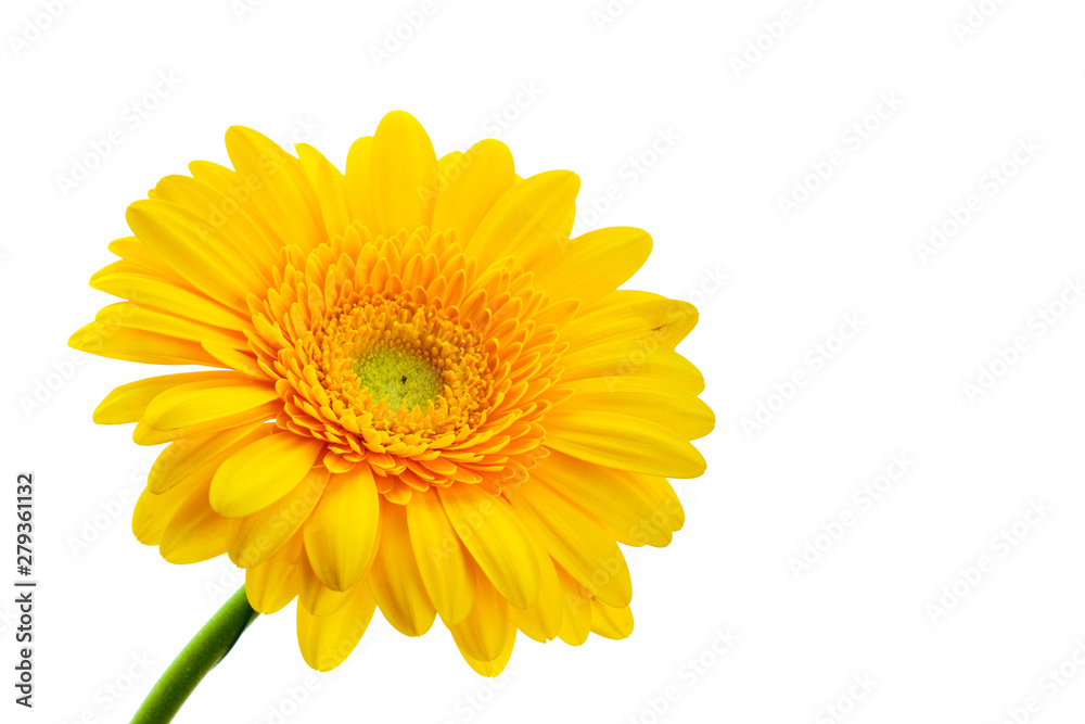 Yellow gerbera flower Yellow gerbera flower