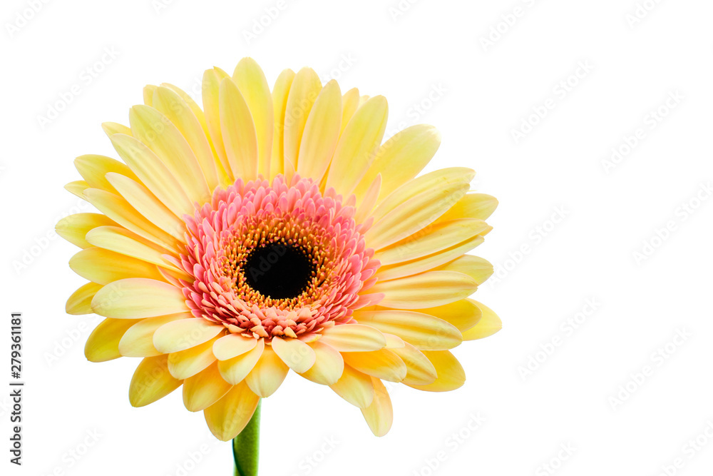 Yellow and pink gerbera flower