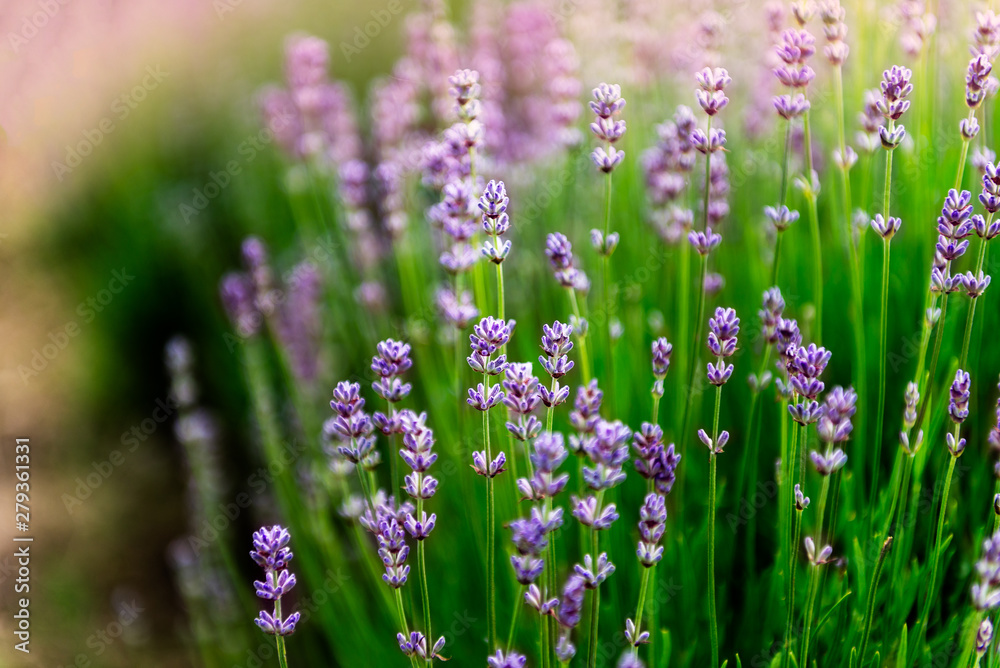 Field of organic lavender flowers , summer concept Field of organic lavender flowers , summer concept