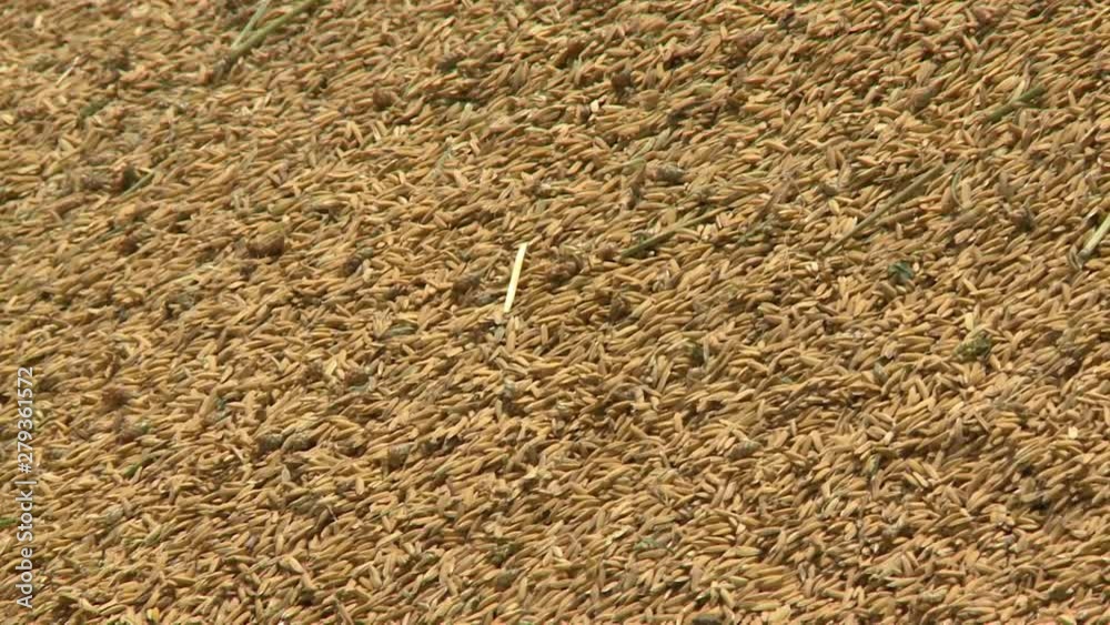 A hand held, panning, close up shot of yellow grains already harvested and left under the hot sun. A hand held, panning, close up shot of yellow grains already harvested and left under the hot sun.