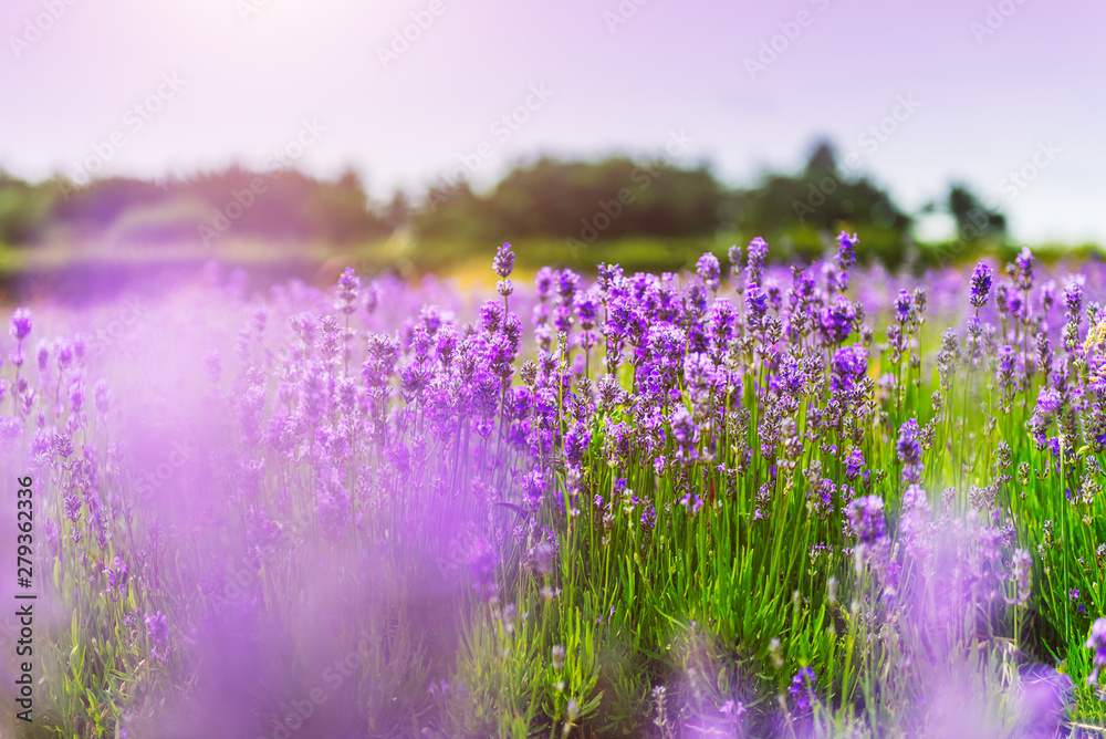 Fototapeta premium Field of organic lavender flowers , summer concept