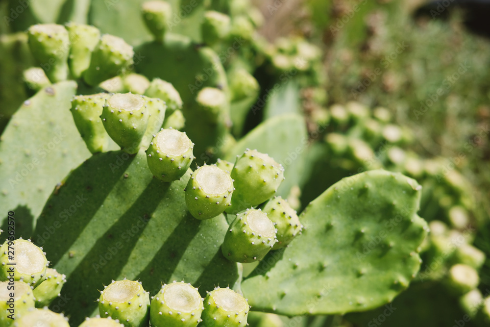 Green prickly pear cactus in Texas landscape during summer.