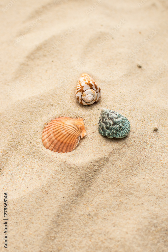 Strand mit Muscheln und einer Flaschenpost Strand mit Muscheln und einer Flaschenpost
