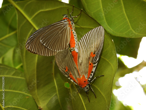 Butterfly Euplocia membliaria. Wildlife. Rainforest. photo