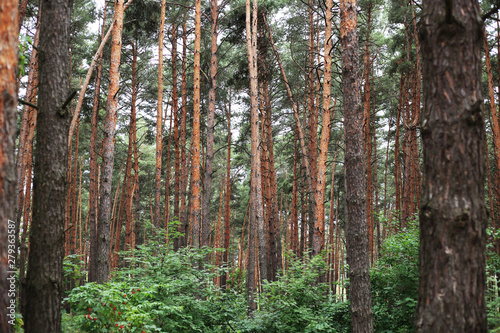Fototapeta Naklejka Na Ścianę i Meble -  pine forest in the Park near the lake