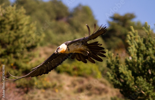 Bearded vulture in flight.