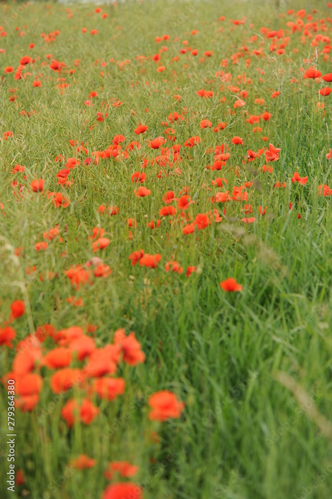 Poppy field Czech countryside. Red flowers of summer on meadow.