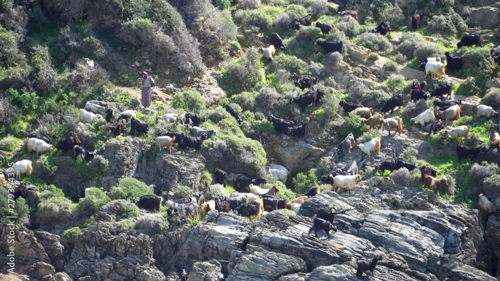 Group of goats in the cliffs, Antalya, Turkey Group of goats in the cliffs, Antalya, Turkey