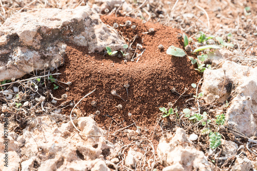 Anthill in Sicilian red soil