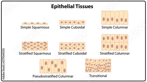 Epithelium Cells photo