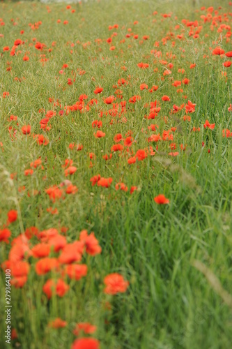 Poppy field Czech countryside. Red flowers of summer on meadow.