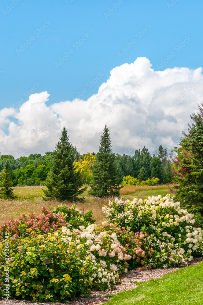 Hydrangea garden