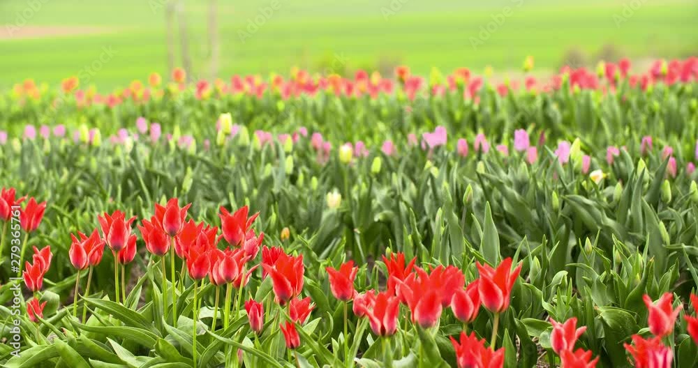 Tulips Plantation in Netherlands Agriculture Tulips Plantation in Netherlands Agriculture