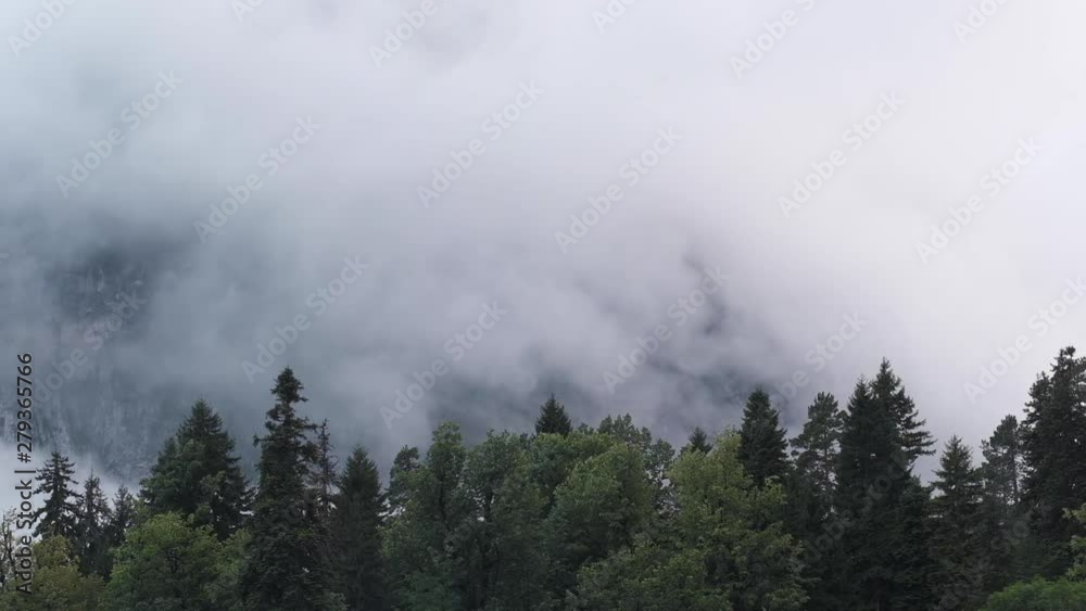 Wildlife. Above the trees, flying clouds of gray. Air movement. No people. Inclement weather.