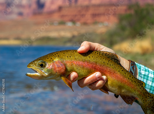 Woman Holding Rainbow Trout Caught Fly Fishing At Lees Ferry, AZ