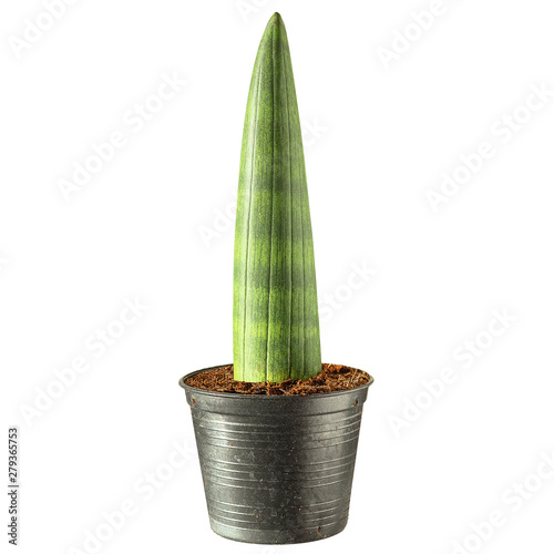 Cylindrical snake plant in a pot isolated on white photo