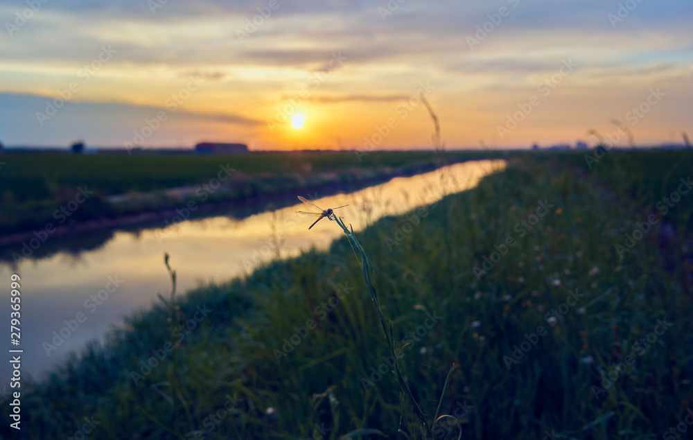 Dragonfly in the sunset of the green fields grown with rice plants. July in the Albufera of Valencia Dragonfly in the sunset of the green fields grown with rice plants. July in the Albufera of Valencia