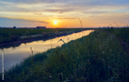 Dragonfly in the sunset of the green fields grown with rice plants. July in the Albufera of Valencia