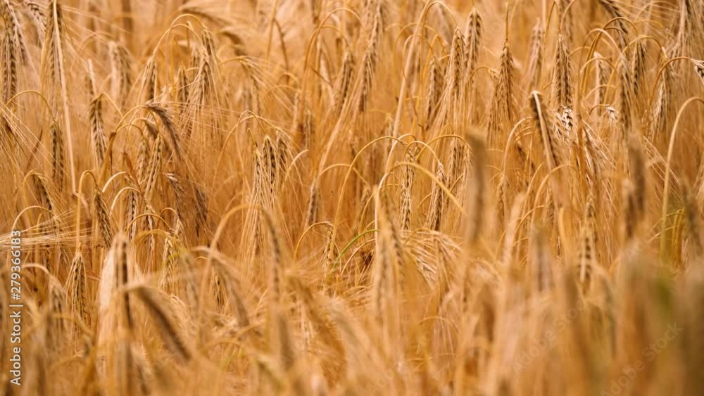 mid summer macro view pull focus on golden corn in field mid summer macro view pull focus on golden corn in field