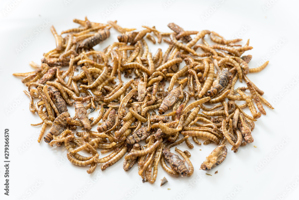 Fried cricket larvae