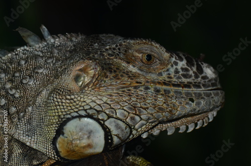 IGUANA