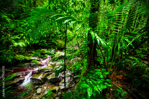 Green plants by a small stream in Basse Terre jungle in Guadeloupe