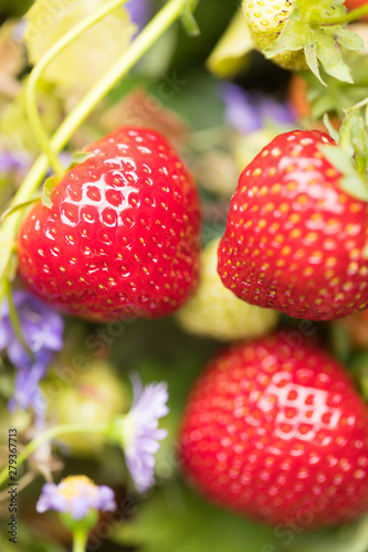 Ripe Fresh Strawberries Grow On a Blurred Natural Background of Blue Flowers and Green Leaves. Sunny Day. Top View. Vertical Image. Concept: Summer.