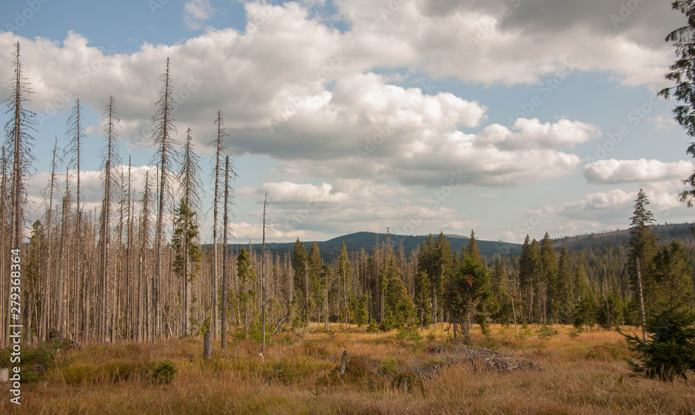 Obraz premium landscape with trees and cloudy sky