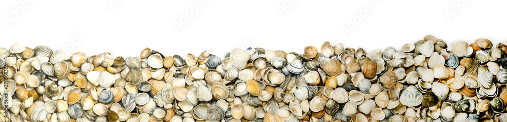 a collection of seashells on white backgound for border or banner, panorama