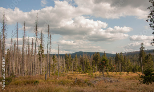 landscape with trees and cloudy sky