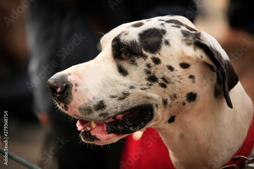 Happy dalmation