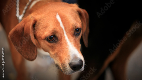 Portrait of beagle