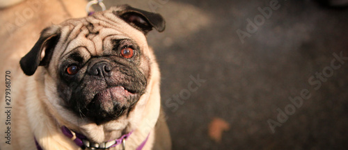 pug in front of black background