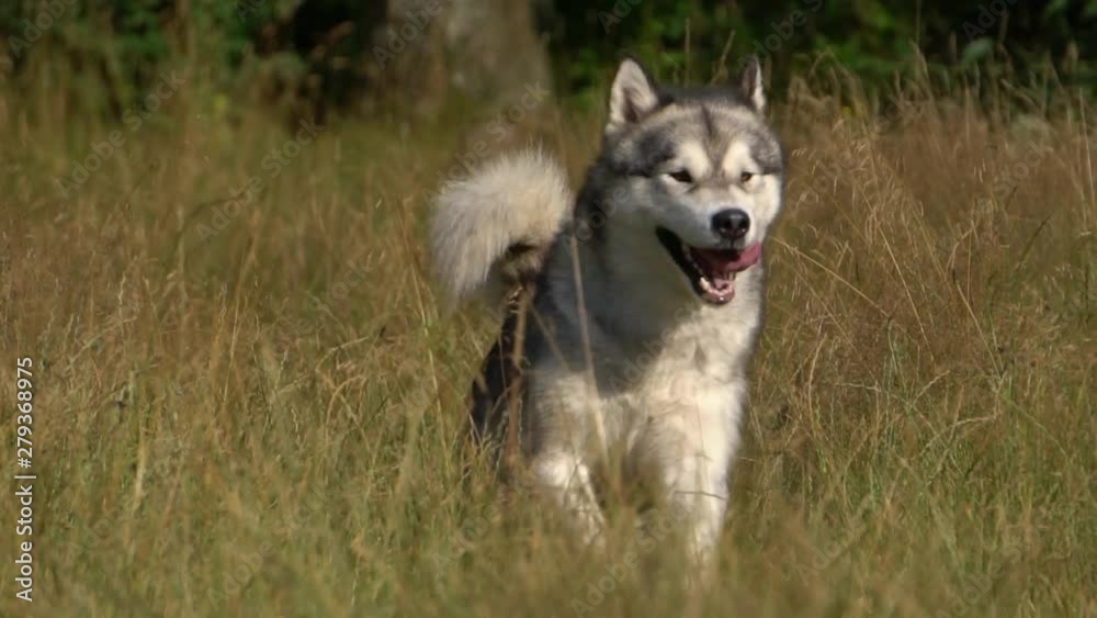 Malamute for a walk, slow motion Malamute for a walk, slow motion