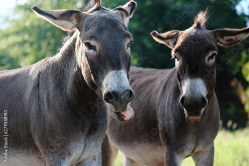 Funny mini donkeys making faces at camera in farm pasture during summer.