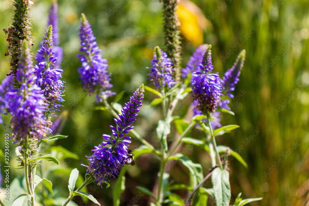 Obraz premium bee on flower