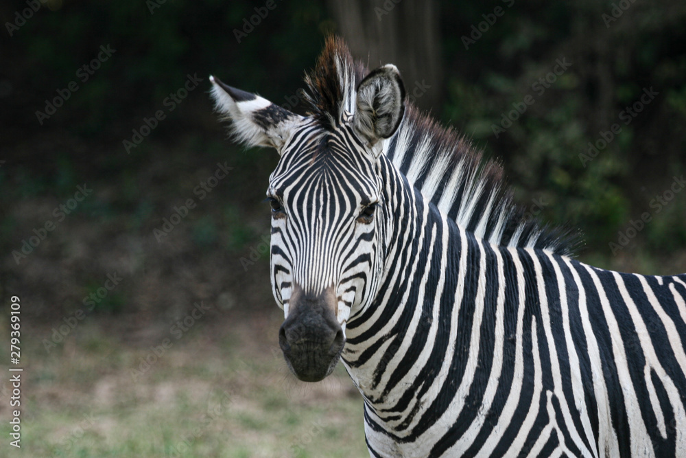Naklejka premium Zebra Head-On