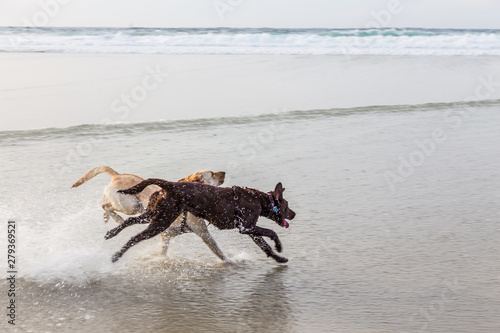 Two dogs running together and splashing in the water on the beach