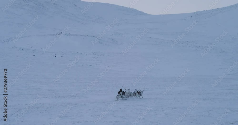 Running reindeers on a ride with Arctic man on a sleigh in the middle of tundra. 4k