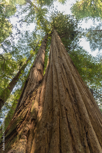 Looking up at the giant trees of Redwood National Park, California 