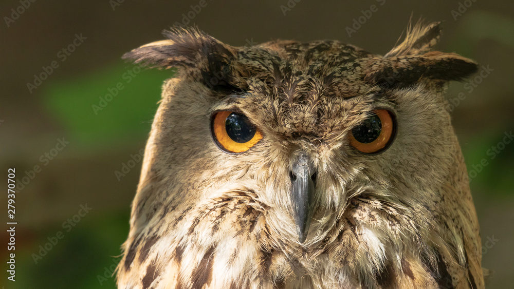 The look of owl. Big eyes seperated on two circles - black and yellow. A owls's beak damaged, fractured. Behind of owl is blurred background.