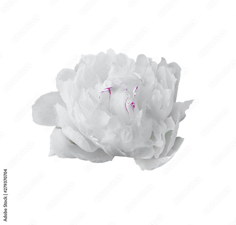 Beautiful white peony isolated on a white background Beautiful white peony isolated on a white background