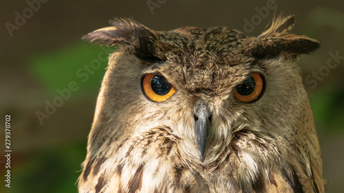 The look of owl. Big eyes seperated on two circles - black and yellow. A owls's beak damaged, fractured. Behind of owl is blurred background.